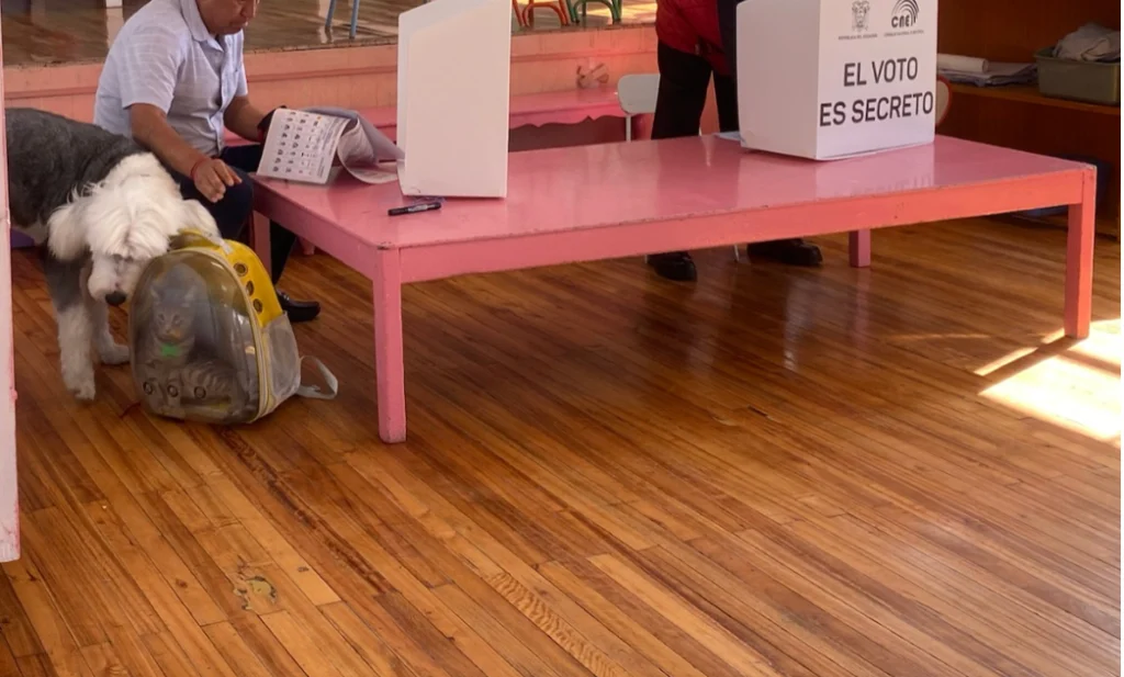 Votar