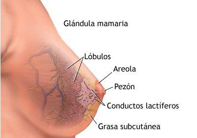 Cáncer de Mama