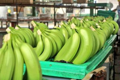 banano