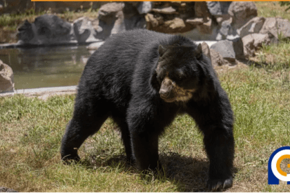oso andino