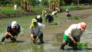 Sacos de arroz ecuatoriano listos para ser exportados hacia Colombia por la frontera terrestre.