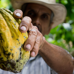 Cacao ecuatoriano creció en 45,5 por ciento en sus exportaciones