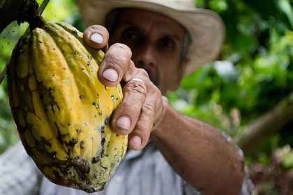 Cacao ecuatoriano creció en 45,5 por ciento en sus exportaciones