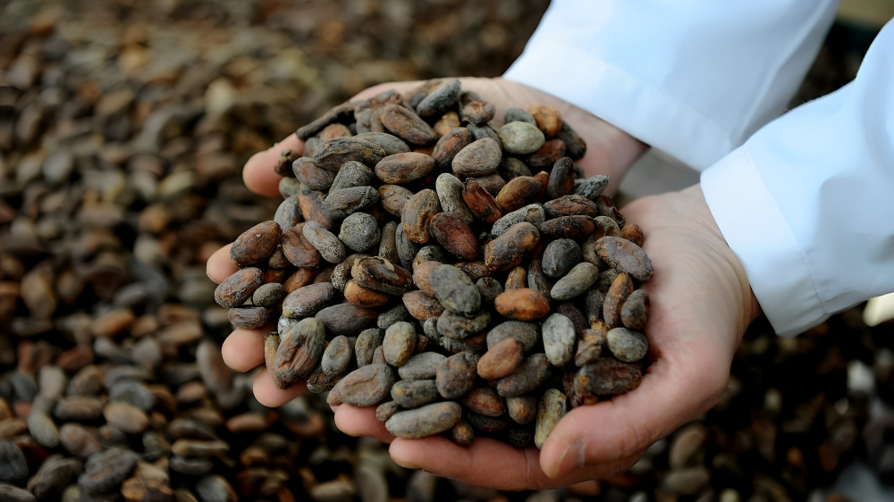 Cacao ecuatoriano creció en 45,5 por ciento en sus exportaciones