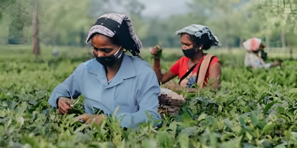 sistemas agroalimentarios