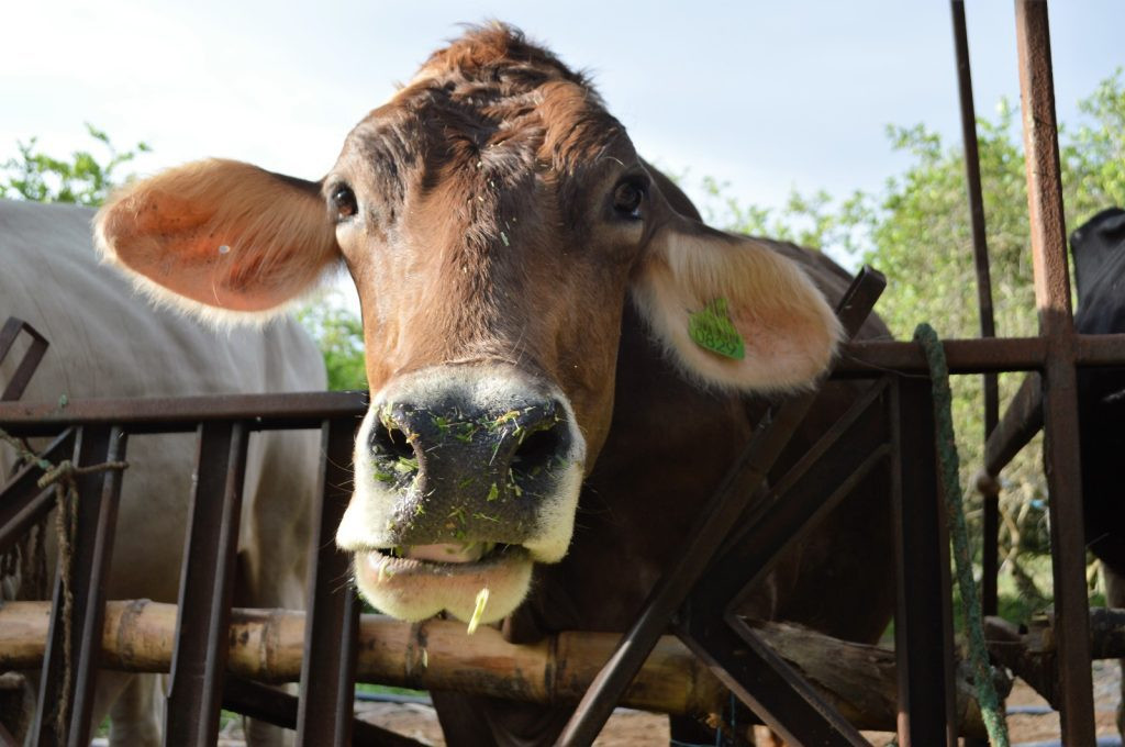 Descubre cómo los proyectos aprobados por el Fondo para el Medio Ambiente Mundial (FMAM) y liderados por la FAO