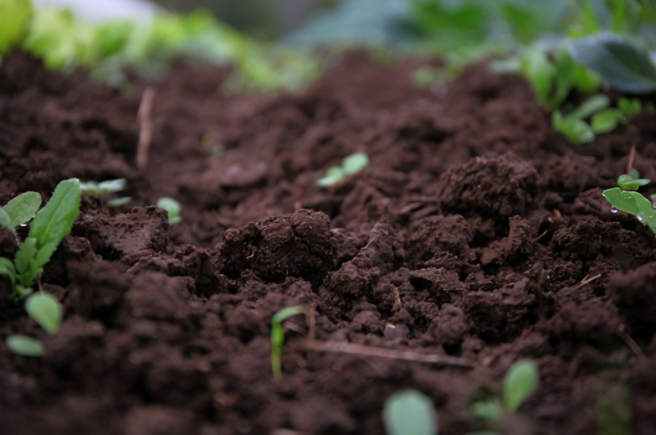 Explora cómo las legumbres benefician el suelo y nuestra alimentación, aportando nutrientes esenciales y mejorando la biodiversidad