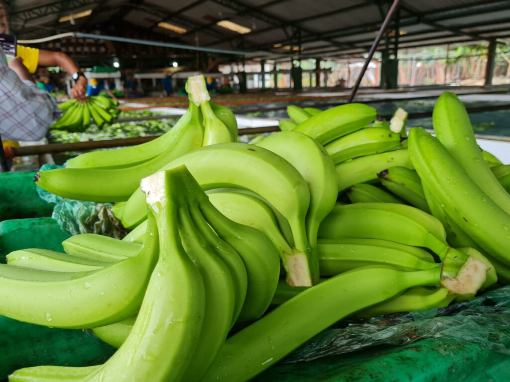 banano en Ecuador