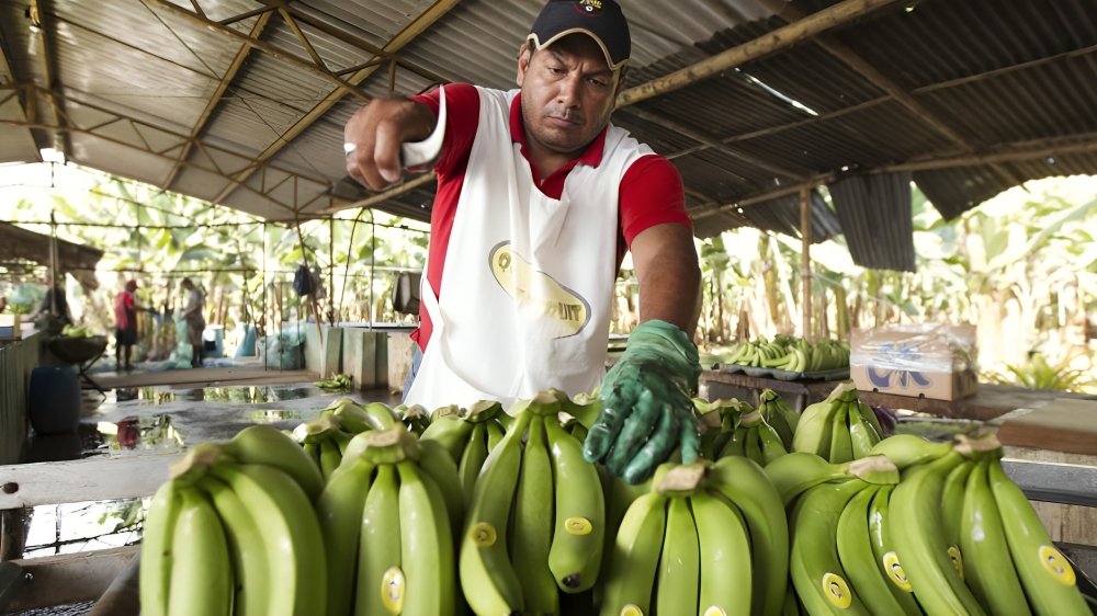 La exención de aranceles en Corea del Sur provoca un aumento del 271% en las exportaciones de banano ecuatoriano.