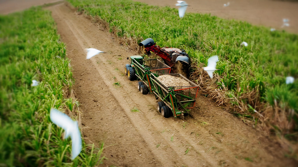 Inicio de la zafra 2024 en Ecuador impulsa la economía y sostenibilidad, con beneficios locales y nacionales en producción, energía y empleo.