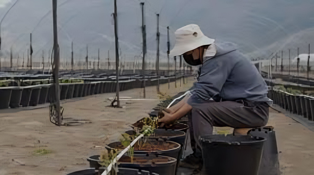 Inicio de la zafra 2024 en Ecuador impulsa la economía y sostenibilidad, con beneficios locales y nacionales en producción, energía y empleo.