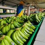 La exención de aranceles en Corea del Sur provoca un aumento del 271% en las exportaciones de banano ecuatoriano.