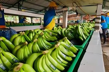La exención de aranceles en Corea del Sur provoca un aumento del 271% en las exportaciones de banano ecuatoriano.