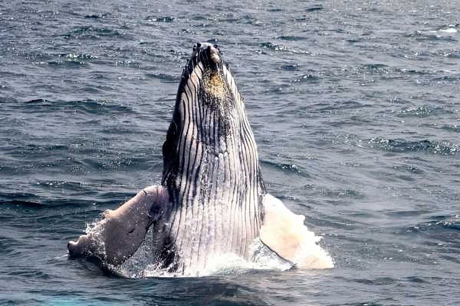 ballenas jorobadas