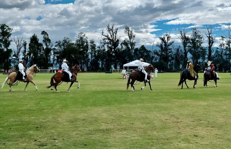 Caballo Peruano de Paso