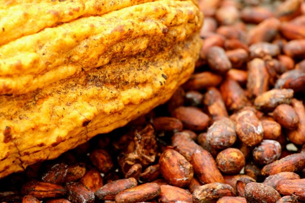 cacao
