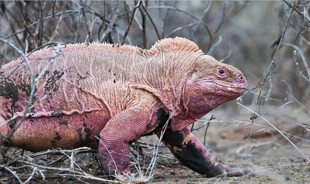 iguana rosada Galápagos