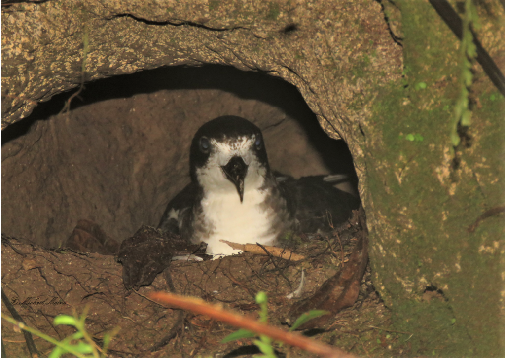Petrel de Galápagos en su hábitat natural