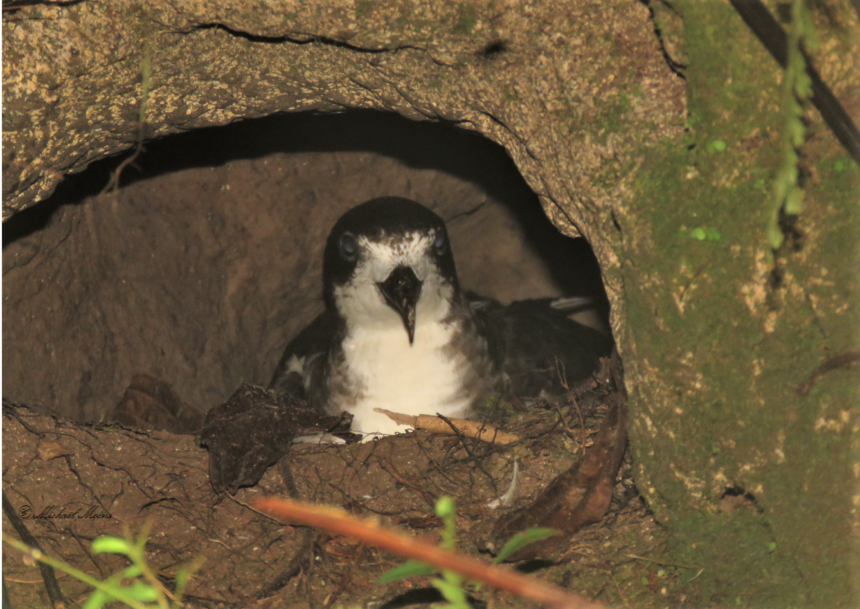 Petrel de Galápagos en su hábitat natural