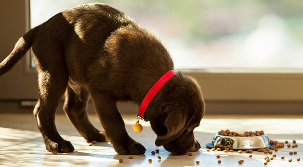 PROTEÍNAS DE GRAN VALOR NUTRICIONAL PARA TUS MASCOTAS