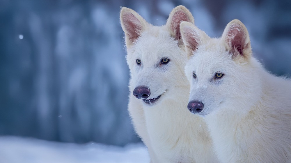lobo terrible resucitado