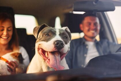 Viajar con mascota