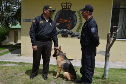 adiestramiento canino