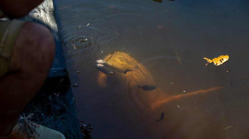 delfín gris en la Amazonía
