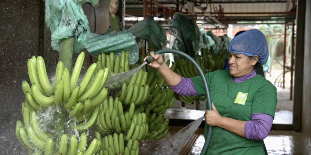 exportación bananera mundial