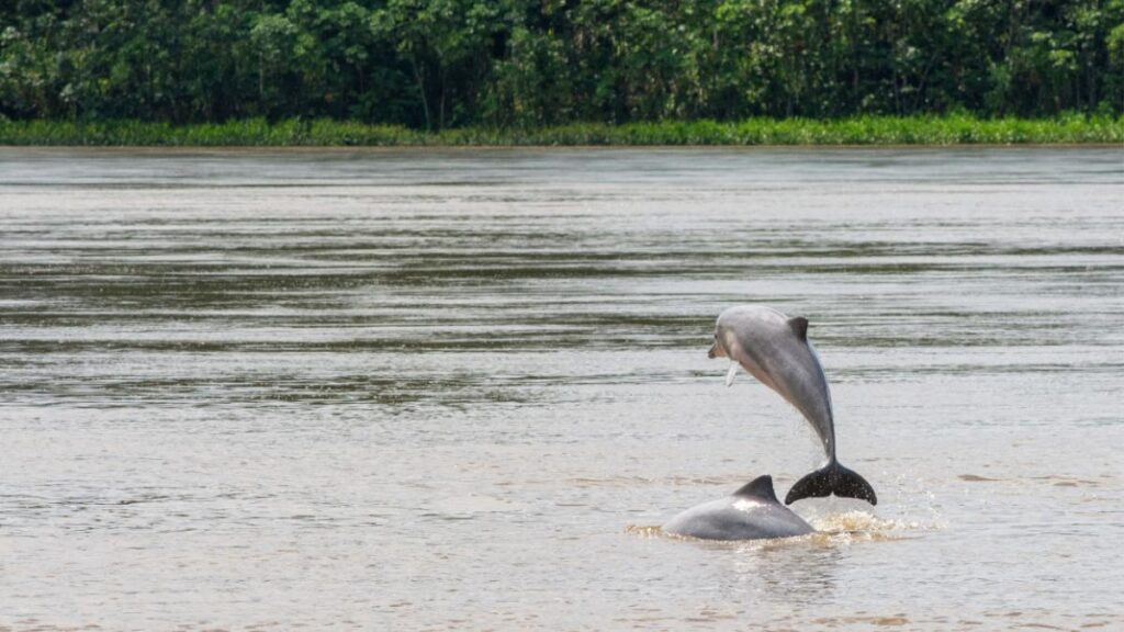 delfín gris en la Amazonía
