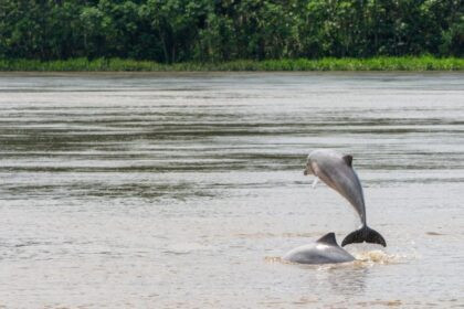 delfín gris en la Amazonía