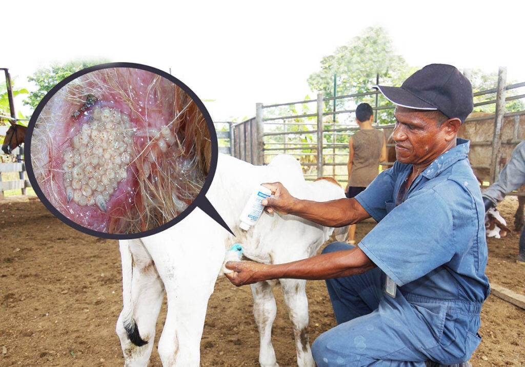 Gusano Barrenador del Ganado