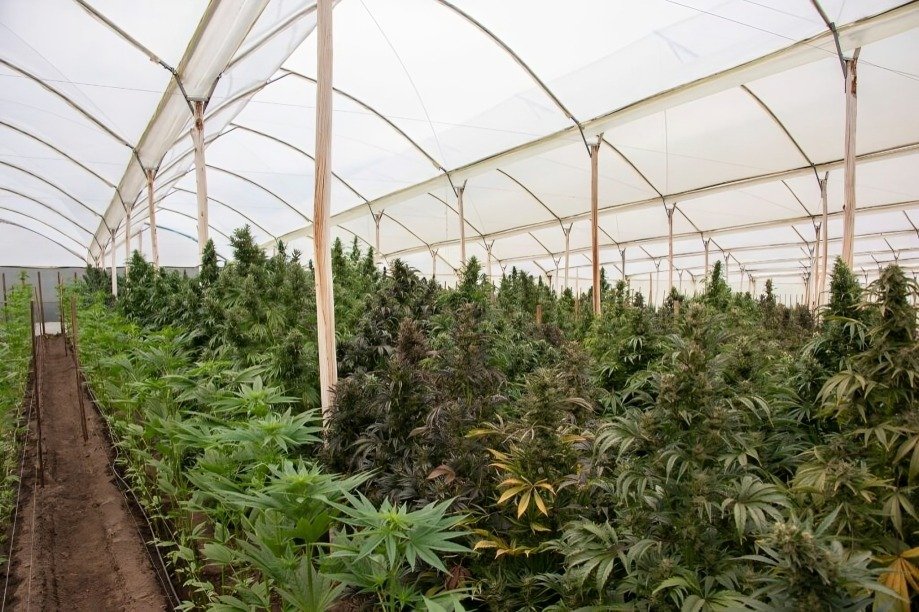 diferencias entre cannabis y marihuana
