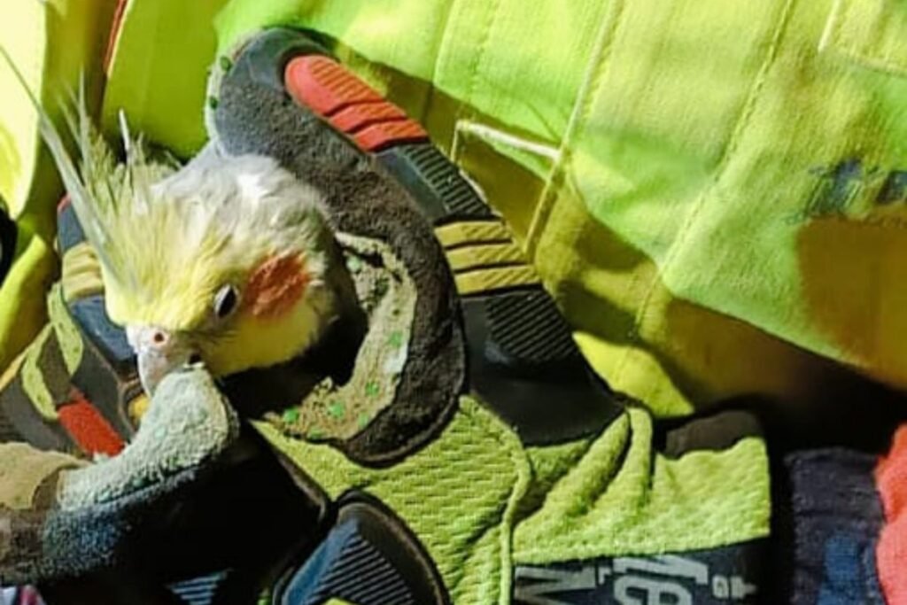 Bomberos de Quito salvan a un lorito