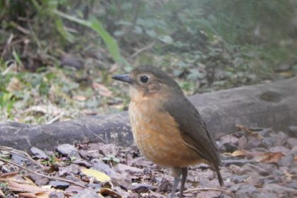 Observación de aves en Santa Rita reúne a ciudadanos para generar datos científicos y promover conservación y educación ambiental.