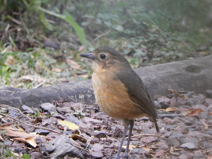 Observación de aves en Santa Rita reúne a ciudadanos para generar datos científicos y promover conservación y educación ambiental.