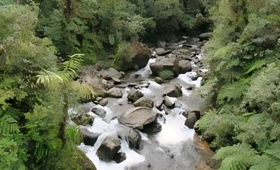 a river flowing through a forest
Reserva Drácula
