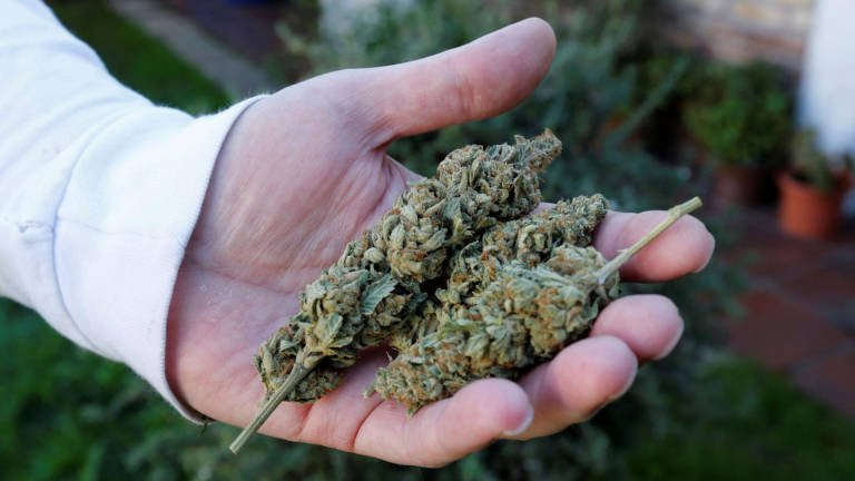 cultivo legal de cannabis no psicoactivo en ecuador con proyección de crecimiento para 2025