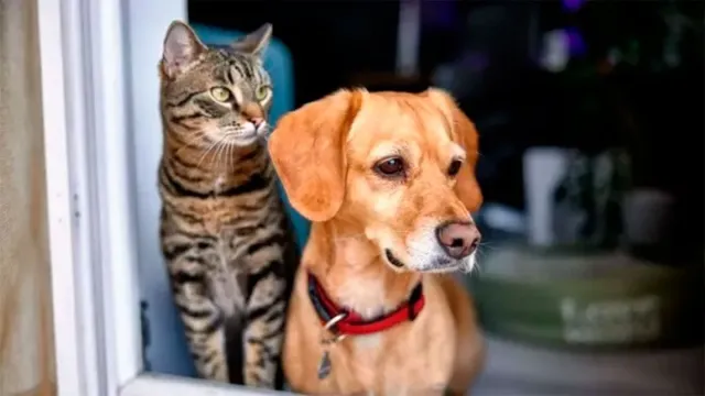 Encontrar mascotas
