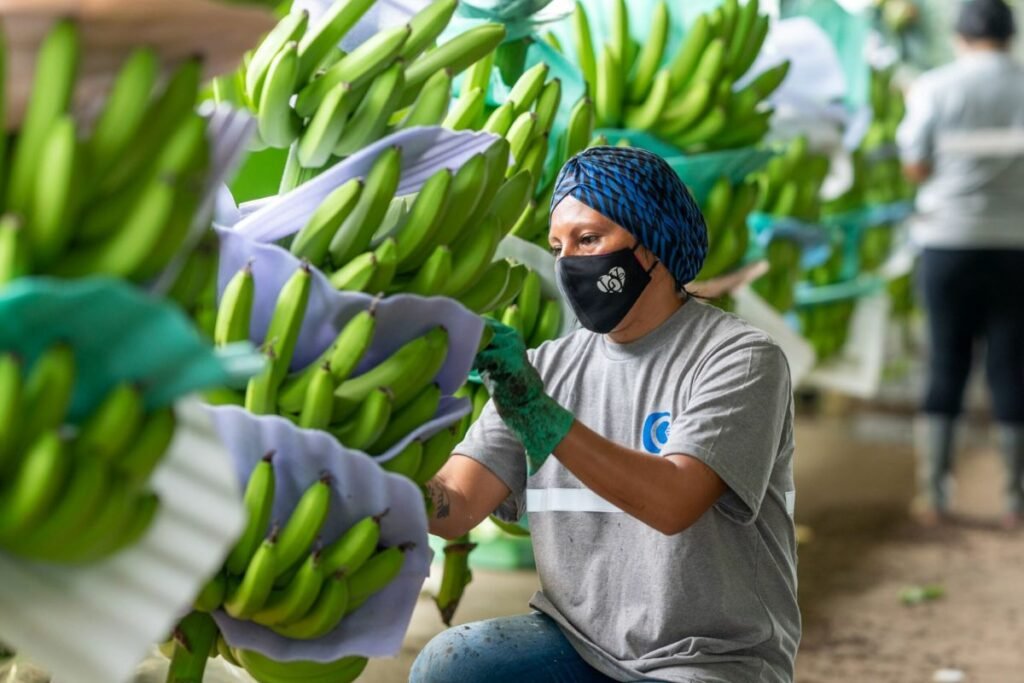 Exportaciones de banano