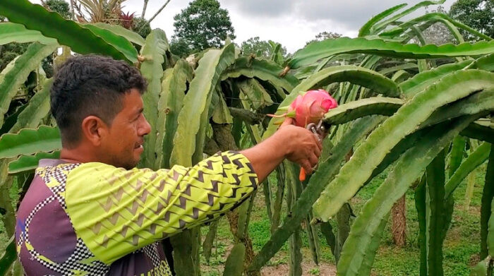 pitahaya en Perú