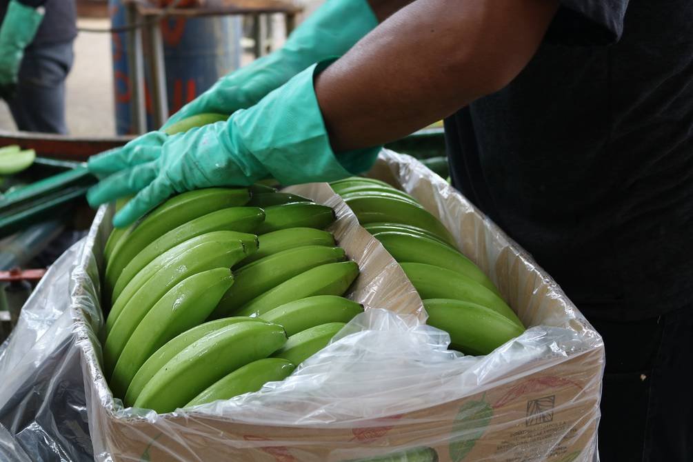 Exportaciones de banano