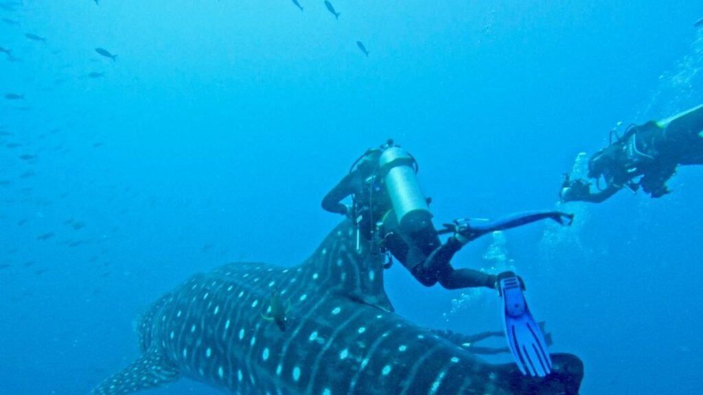 Doce nuevos tiburones