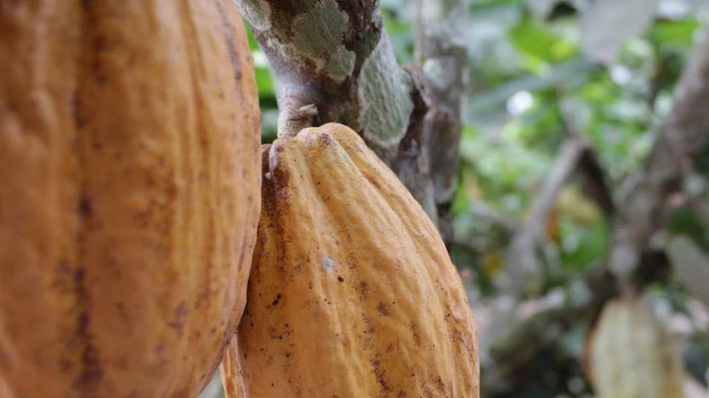 Ecuador afianza su liderazgo mundial del cacao con precios récord, sostenibilidad y mayor producción en la Cumbre del Cacao 2025.