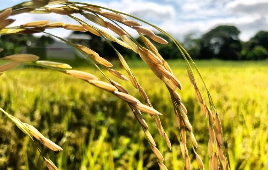 exportar excedentes de arroz