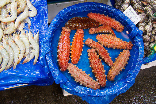 pepino de mar