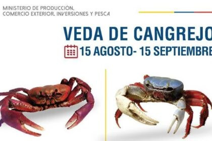 Cangrejos rojos y azules de Ecuador en su hábitat natural durante periodo de veda del cangrejo rojo y azul