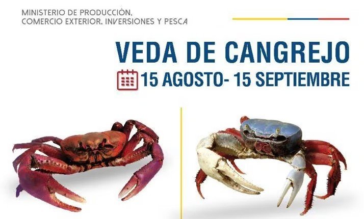 Cangrejos rojos y azules de Ecuador en su hábitat natural durante periodo de veda del cangrejo rojo y azul