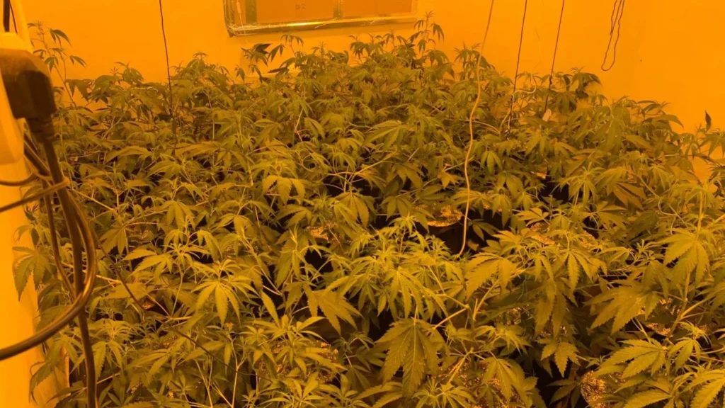 Operación policial PSNI registrando propiedad durante arrestos tras incautación cannabis Irlanda Norte