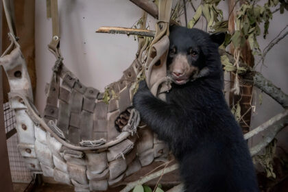 Sisa, oso andino rescatado, en su futuro hábitat natural en el Zoológico de Quito